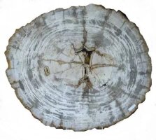 Versteinertes Holz